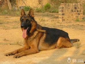 狼狗最新爆料网站下载安装,揭秘娱乐圈幕后真相