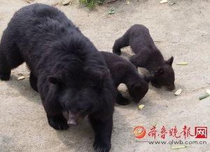 黑熊体育爆料最新消息,最新体育动态揭秘！”