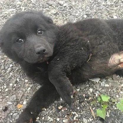 死猪新闻爆料最新消息