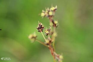最新季节爆料鹿角,鹿角绽放，探寻鹿角生长的奥秘  第2张